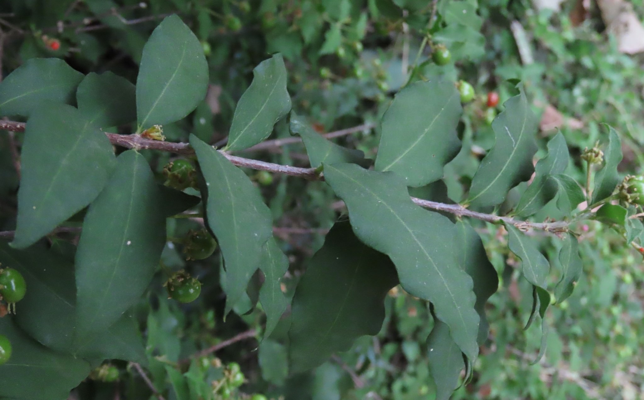 Malpighia glabra